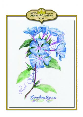 Géminis - Ceratostigma. Flores de Bach -Los 12 sanadores en CienciasEvolutivas.com