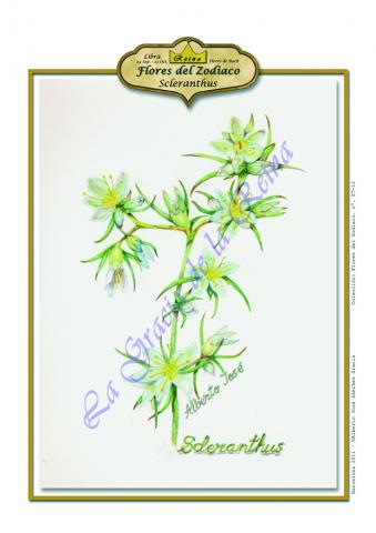 Libra - Escleranto. Flores de Bach -Los 12 sanadores en CienciasEvolutivas.com