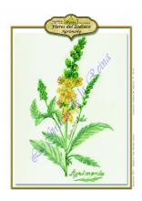 Sagitario - Agrimonia. Flores de Bach -Los 12 sanadores en CienciasEvolutivas.com